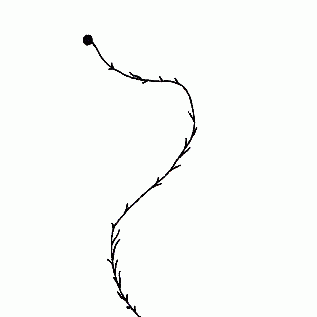 Flower-progression-wh